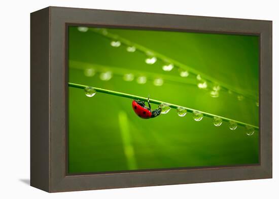 Ladybug And Waterdrops-silver-john-Framed Premier Image Canvas