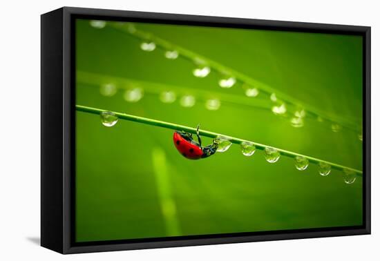 Ladybug And Waterdrops-silver-john-Framed Premier Image Canvas