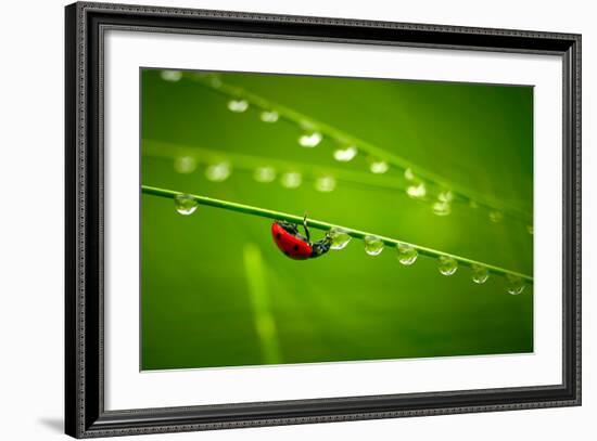 Ladybug And Waterdrops-silver-john-Framed Photographic Print