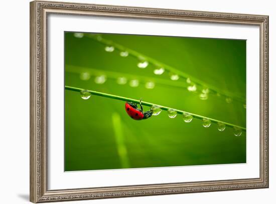 Ladybug And Waterdrops-silver-john-Framed Photographic Print