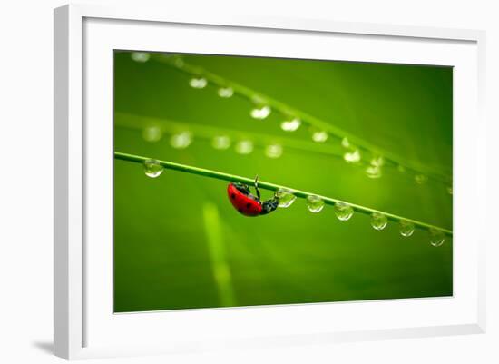 Ladybug And Waterdrops-silver-john-Framed Photographic Print