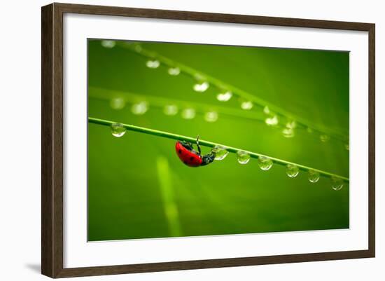 Ladybug And Waterdrops-silver-john-Framed Photographic Print