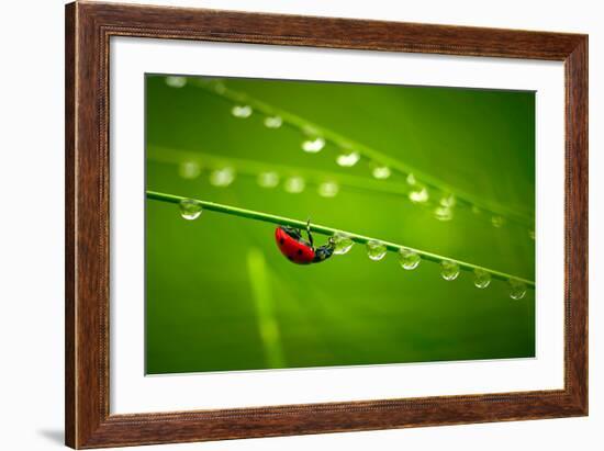 Ladybug And Waterdrops-silver-john-Framed Photographic Print