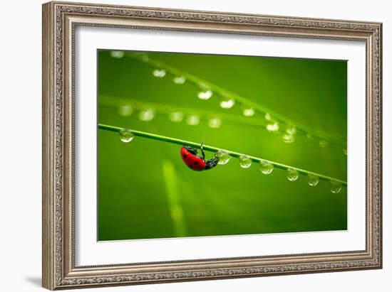 Ladybug And Waterdrops-silver-john-Framed Photographic Print