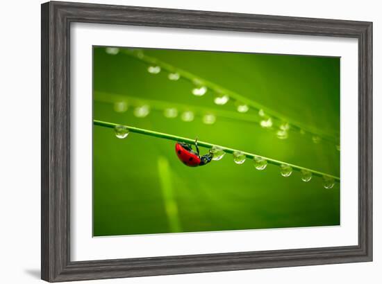 Ladybug And Waterdrops-silver-john-Framed Photographic Print