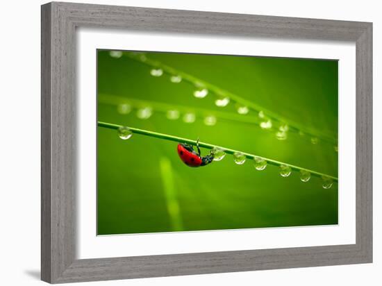 Ladybug And Waterdrops-silver-john-Framed Photographic Print