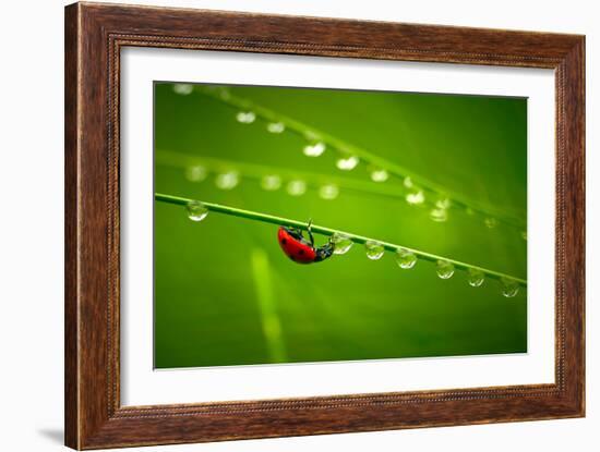 Ladybug And Waterdrops-silver-john-Framed Photographic Print