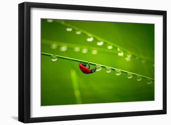 Ladybug And Waterdrops-silver-john-Framed Photographic Print