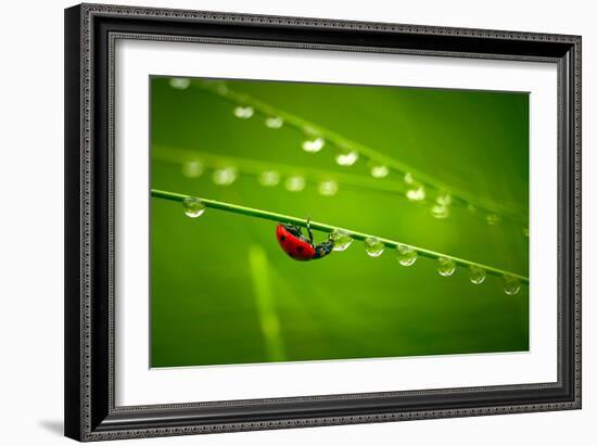 Ladybug And Waterdrops-silver-john-Framed Photographic Print