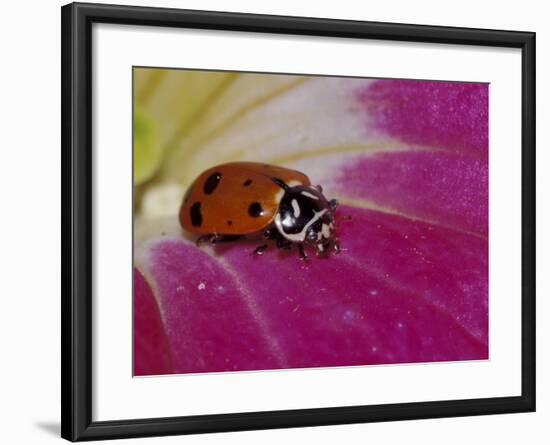 Ladybug Beetle-Adam Jones-Framed Photographic Print