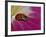 Ladybug Beetle-Adam Jones-Framed Photographic Print