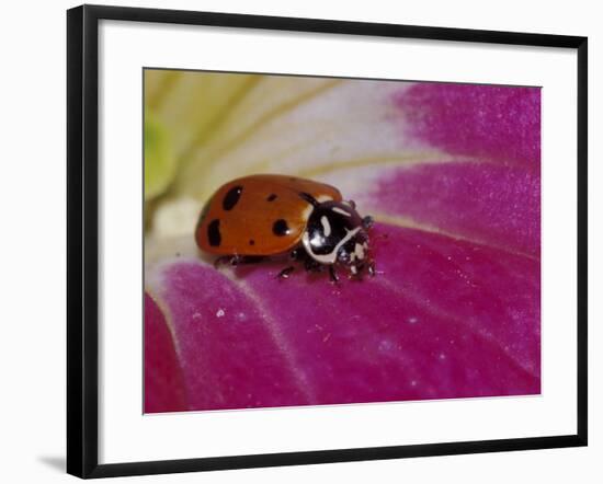 Ladybug Beetle-Adam Jones-Framed Photographic Print