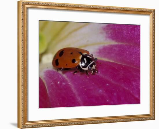 Ladybug Beetle-Adam Jones-Framed Photographic Print