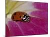 Ladybug Beetle-Adam Jones-Mounted Photographic Print