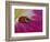 Ladybug Beetle-Adam Jones-Framed Photographic Print