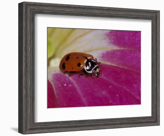 Ladybug Beetle-Adam Jones-Framed Photographic Print