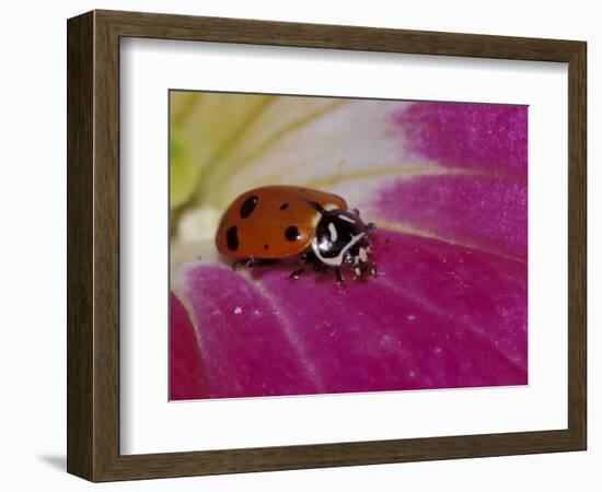 Ladybug Beetle-Adam Jones-Framed Photographic Print