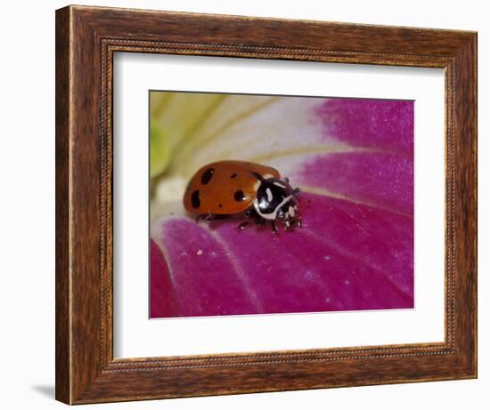 Ladybug Beetle-Adam Jones-Framed Photographic Print