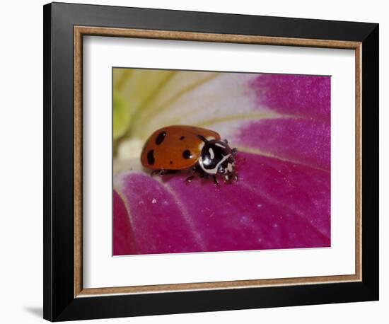 Ladybug Beetle-Adam Jones-Framed Photographic Print