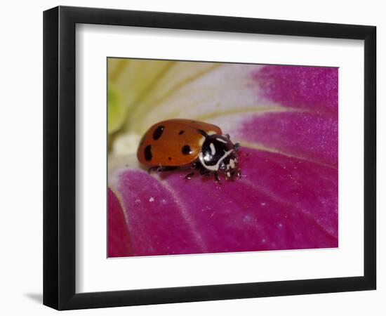 Ladybug Beetle-Adam Jones-Framed Photographic Print