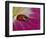 Ladybug Beetle-Adam Jones-Framed Photographic Print