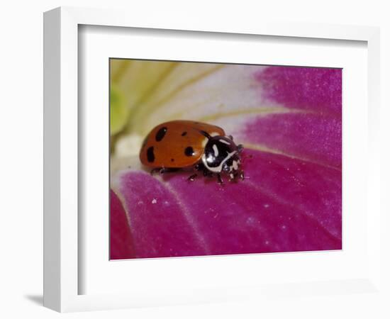 Ladybug Beetle-Adam Jones-Framed Photographic Print