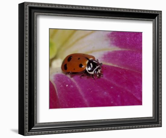 Ladybug Beetle-Adam Jones-Framed Photographic Print