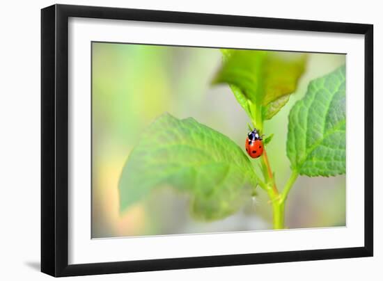 Ladybug Crawling Up the Plant-Oleksandr Zheltobriukh-Framed Photographic Print