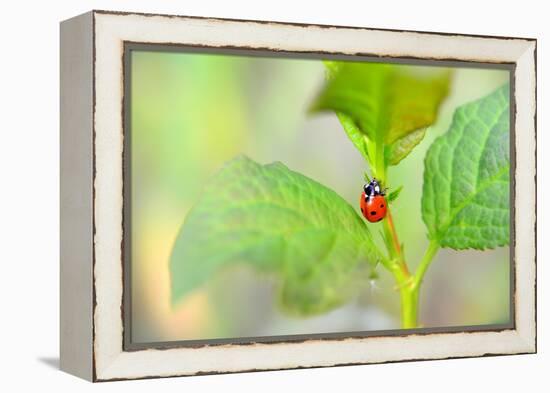 Ladybug Crawling Up the Plant-Oleksandr Zheltobriukh-Framed Premier Image Canvas