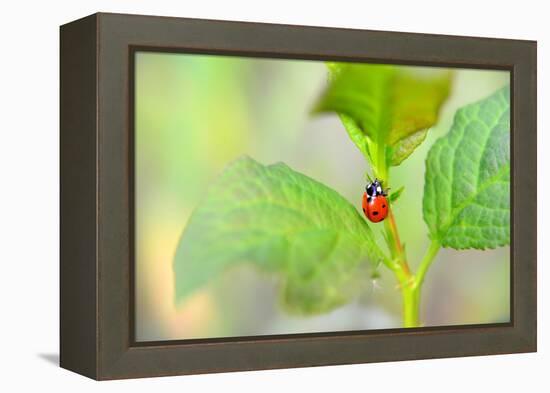 Ladybug Crawling Up the Plant-Oleksandr Zheltobriukh-Framed Premier Image Canvas