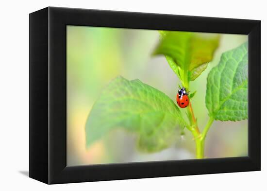 Ladybug Crawling Up the Plant-Oleksandr Zheltobriukh-Framed Premier Image Canvas