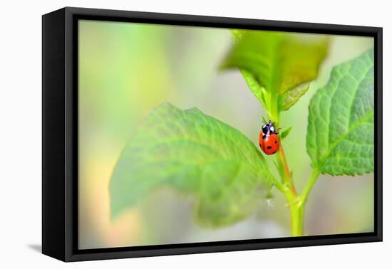 Ladybug Crawling Up the Plant-Oleksandr Zheltobriukh-Framed Premier Image Canvas