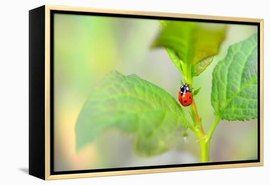 Ladybug Crawling Up the Plant-Oleksandr Zheltobriukh-Framed Premier Image Canvas