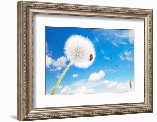 Ladybug On A Dandelion On A Background Of The Sky-Miramiska-Framed Photographic Print