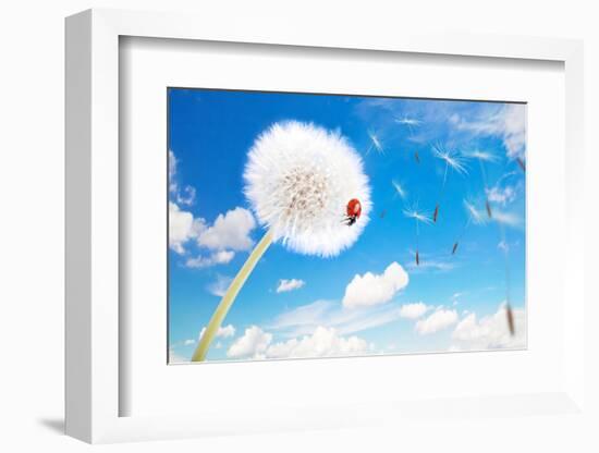 Ladybug On A Dandelion On A Background Of The Sky-Miramiska-Framed Photographic Print