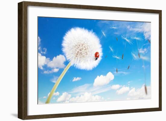 Ladybug On A Dandelion On A Background Of The Sky-Miramiska-Framed Photographic Print