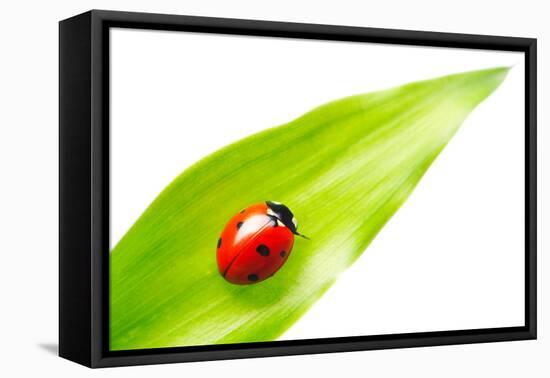 Ladybug on a Leaf over White-haveseen-Framed Premier Image Canvas
