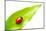 Ladybug on a Leaf over White-haveseen-Mounted Photographic Print