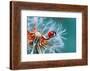 Ladybug on Dandelion - Up Close - Lantern Press Photography-Lantern Press-Framed Photographic Print