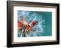 Ladybug on Dandelion - Up Close - Lantern Press Photography-Lantern Press-Framed Photographic Print