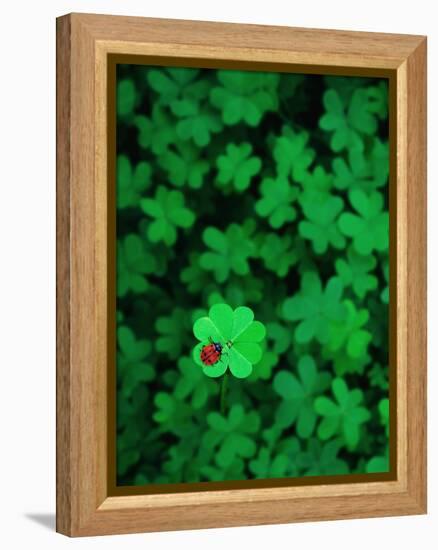 Ladybug on Four Leaf Clover-Bruce Burkhardt-Framed Premier Image Canvas