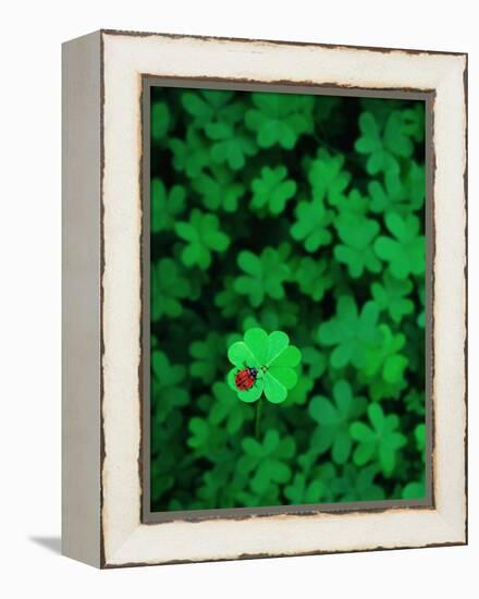 Ladybug on Four Leaf Clover-Bruce Burkhardt-Framed Premier Image Canvas