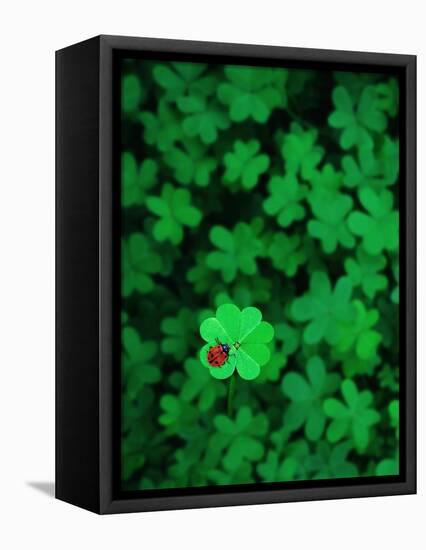 Ladybug on Four Leaf Clover-Bruce Burkhardt-Framed Premier Image Canvas