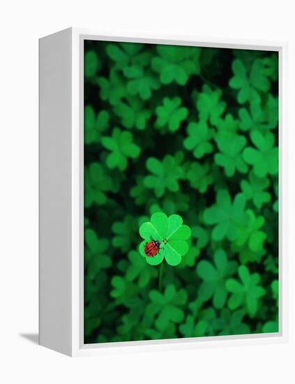 Ladybug on Four Leaf Clover-Bruce Burkhardt-Framed Premier Image Canvas