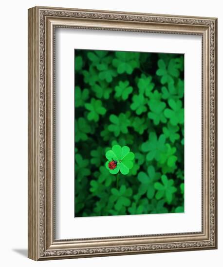 Ladybug on Four Leaf Clover-Bruce Burkhardt-Framed Photographic Print