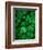 Ladybug on Four Leaf Clover-Bruce Burkhardt-Framed Photographic Print