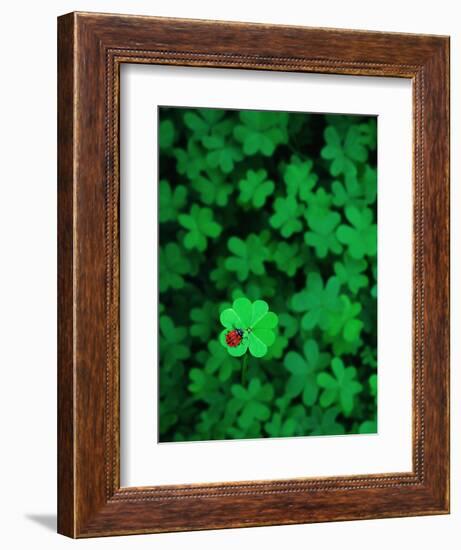 Ladybug on Four Leaf Clover-Bruce Burkhardt-Framed Photographic Print