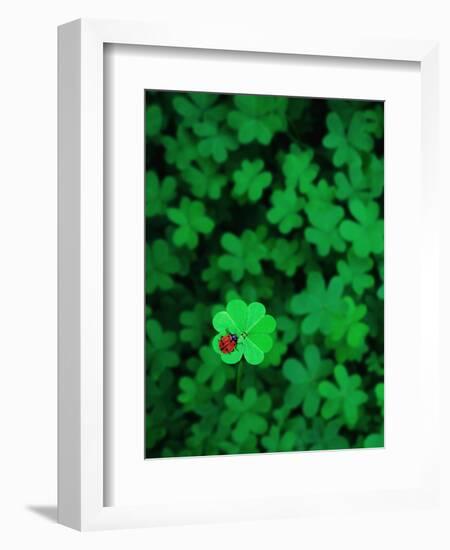 Ladybug on Four Leaf Clover-Bruce Burkhardt-Framed Photographic Print