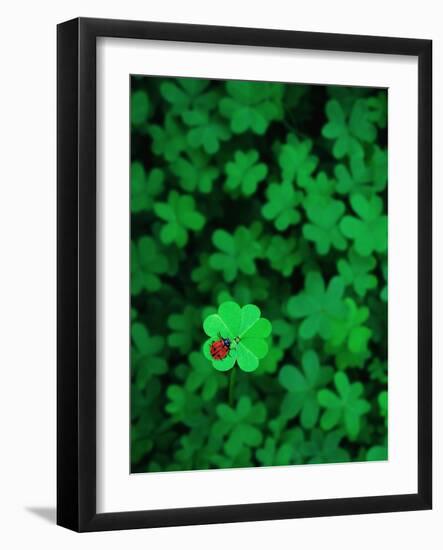 Ladybug on Four Leaf Clover-Bruce Burkhardt-Framed Photographic Print