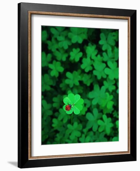 Ladybug on Four Leaf Clover-Bruce Burkhardt-Framed Photographic Print